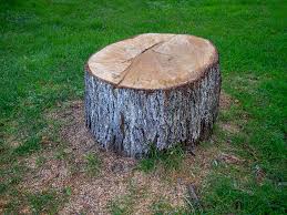 Best Root Management and Removal  in Moxee, WA