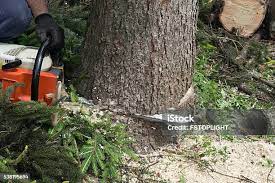 Best Fruit Tree Pruning  in Moxee, WA