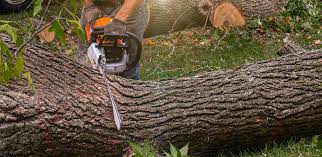 Best Lot and Land Clearing  in Moxee, WA