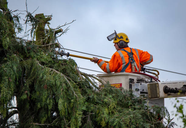 How Our Tree Care Process Works  in  Moxee, WA