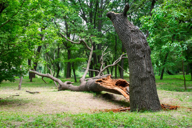 Best Stump Grinding and Removal  in Moxee, WA