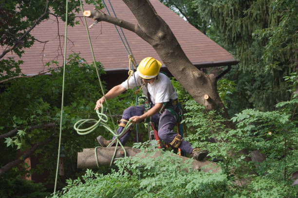 Best Leaf Removal  in Moxee, WA