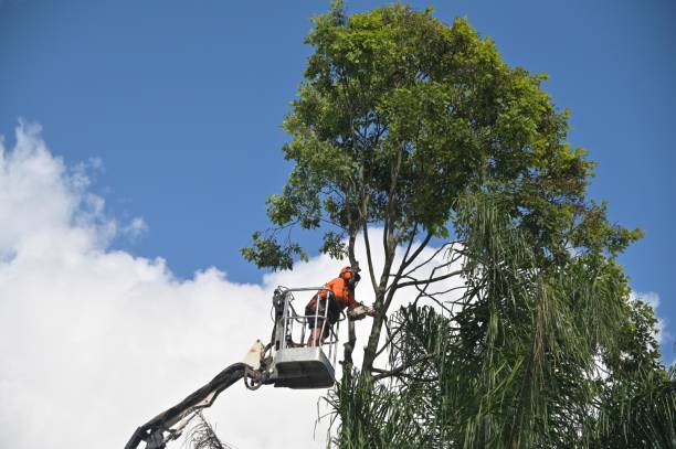 Best Tree and Shrub Care  in Moxee, WA
