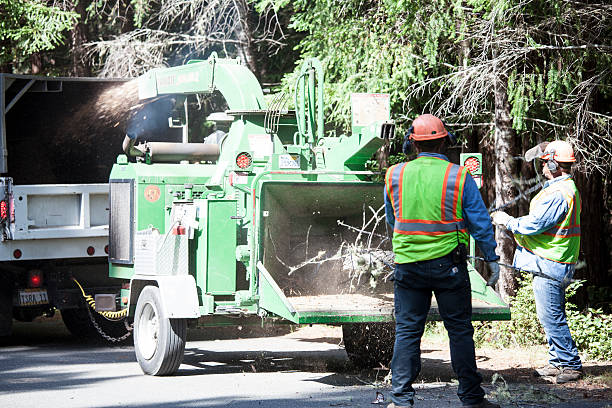 Best Storm Damage Tree Cleanup  in Moxee, WA