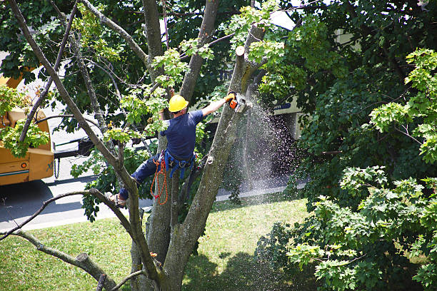 Best Tree Fertilization  in Moxee, WA