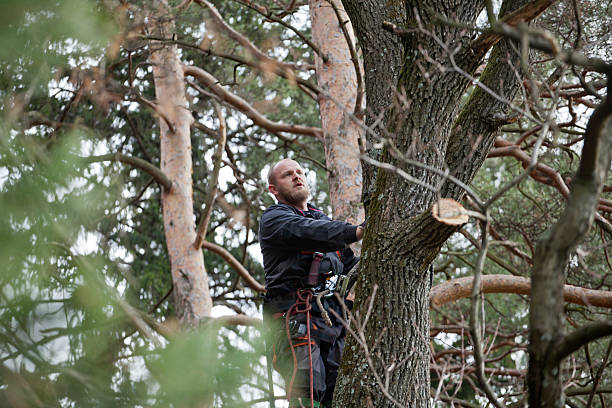 Professional Tree Care in Moxee, WA