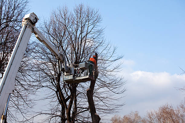Best Mulching Services  in Moxee, WA
