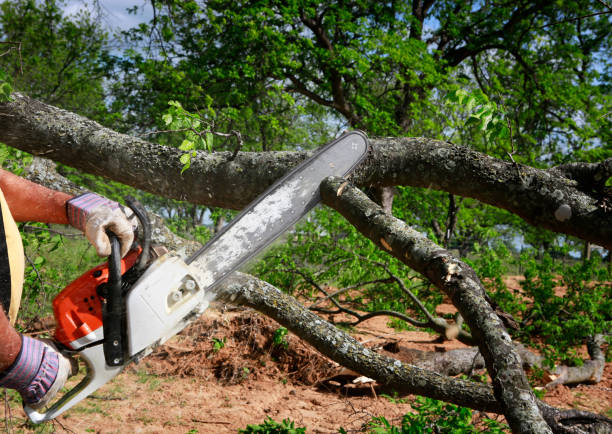 Best Tree Disease Treatment  in Moxee, WA