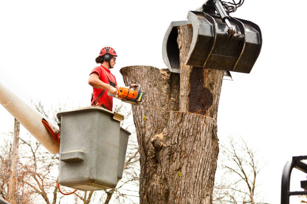 Best Tree Cabling and Bracing  in Moxee, WA